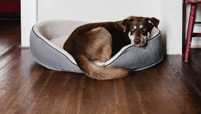 pexels andrew neel 2248516