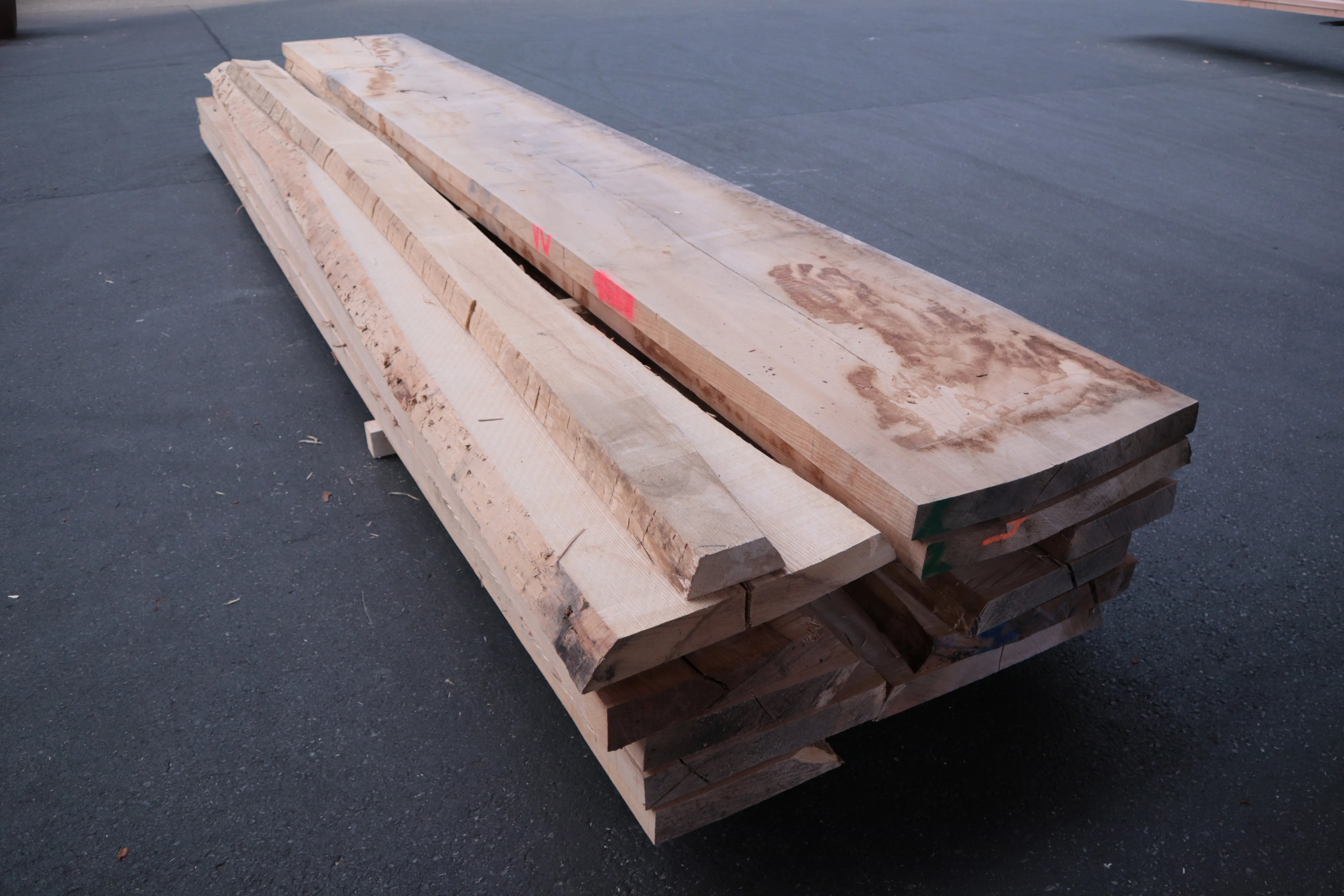 65mm Esche Stammware