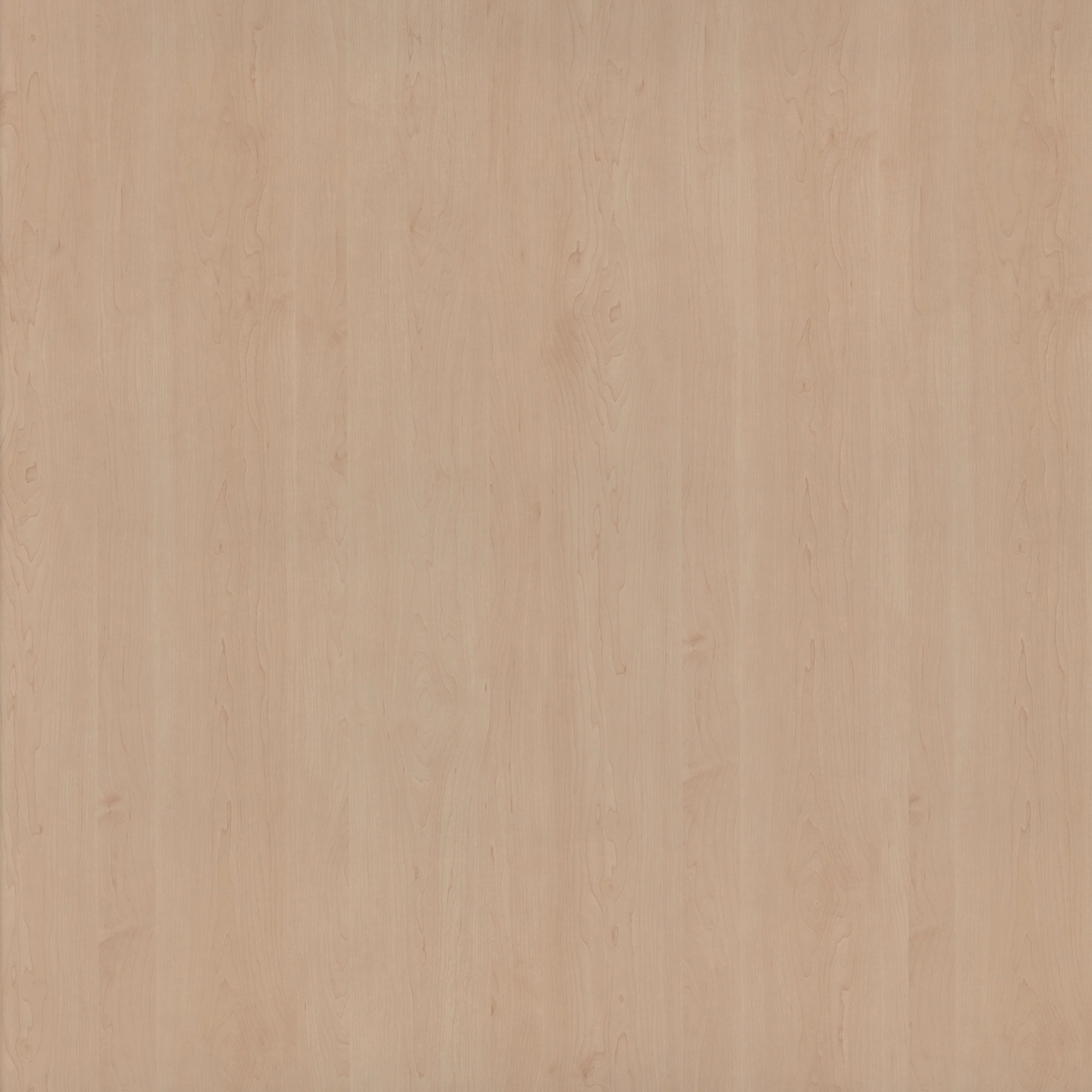 \\Ad.wurzbacher.de\systems\Allgeier\ShopBilder\Holz- und Plattenwerkstoffe\Pfleiderer\R27024_R5479_Bergahorn.jpg