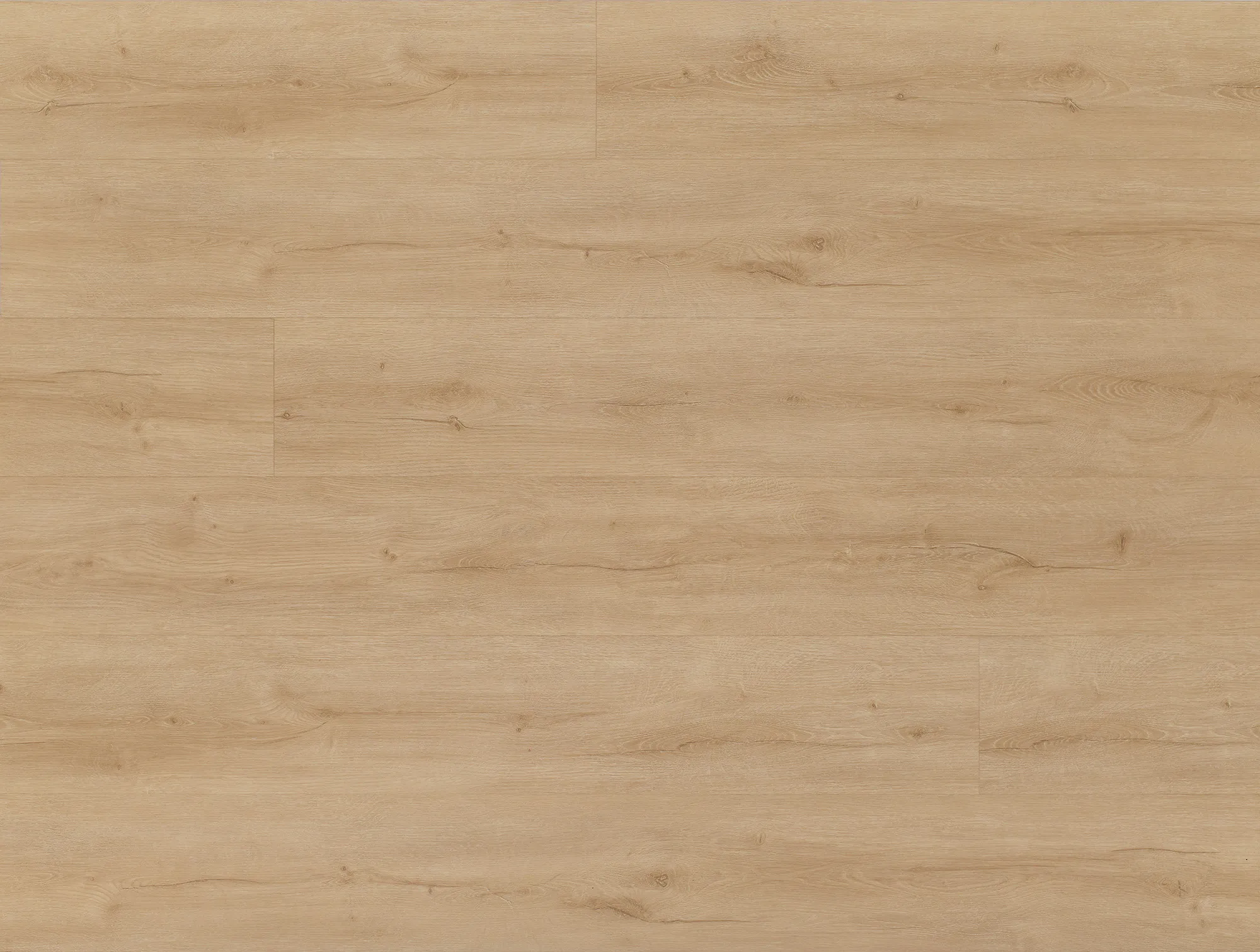 Sand-Snake, Synchropore  AKTION 2024  SP