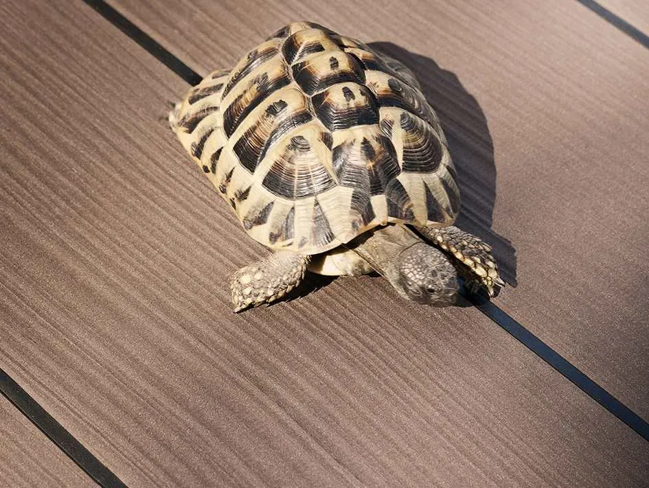 \\Ad.wurzbacher.de\systems\Allgeier\ShopBilder\Garten\Megawood-Novotech\Nutleiste mit Schildkr&ouml;te.jpg